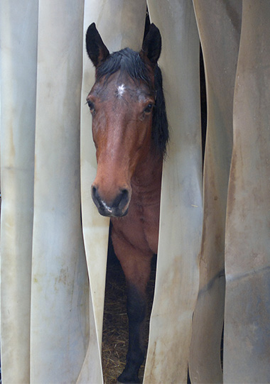 beratungsphilosphie-pro-horse-consulting.jpg
