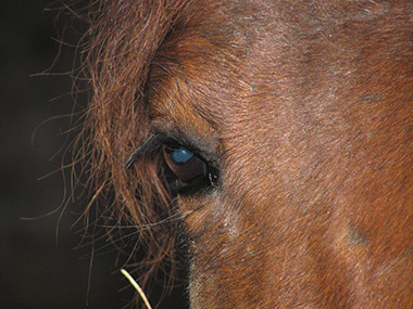 pferd_auge.jpg
